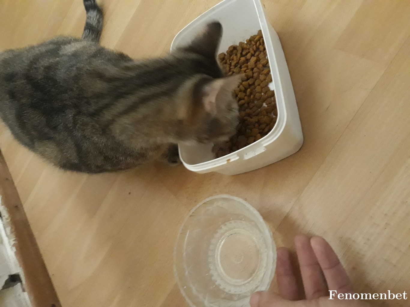 asnaerkann tarafından paylaşıldı