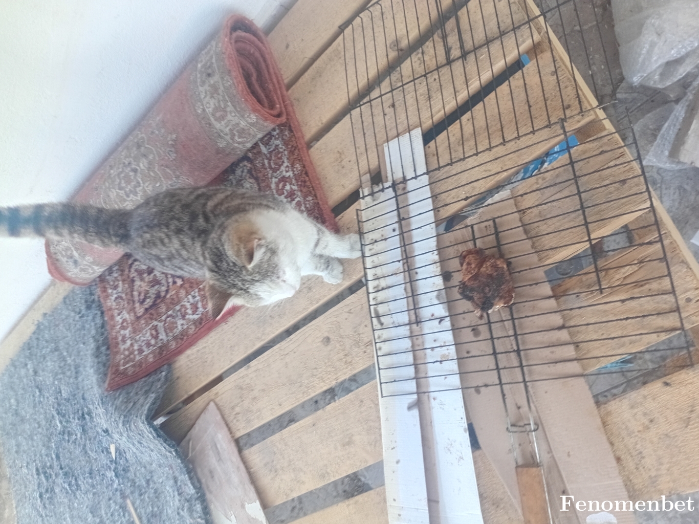 Ahmtgmze38 tarafından paylaşıldı