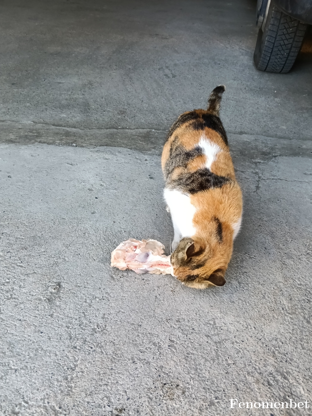 sheql28 tarafından paylaşıldı