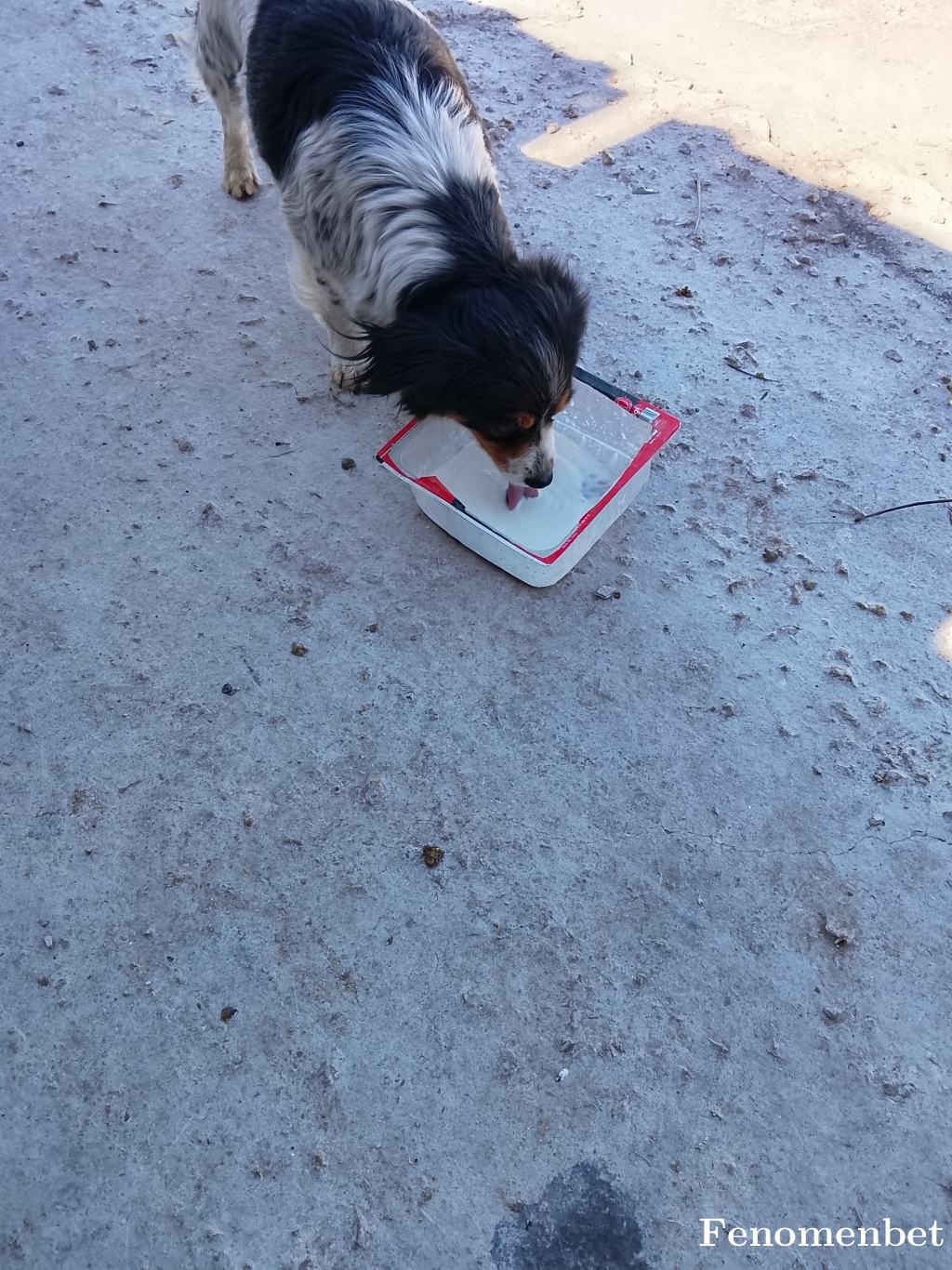 Sago1441 tarafından paylaşıldı