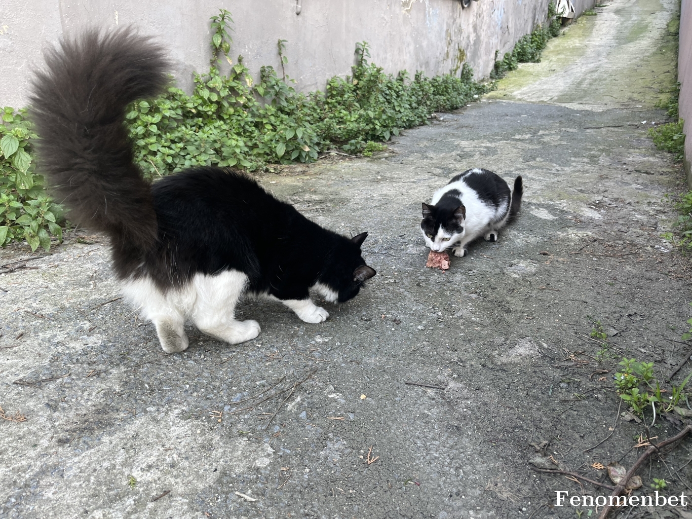 bukabazil tarafından paylaşıldı