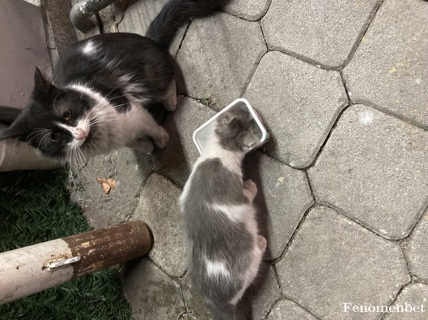 lordsamo tarafından paylaşıldı