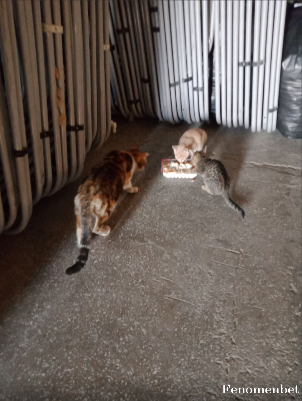 Geyik06 tarafından paylaşıldı