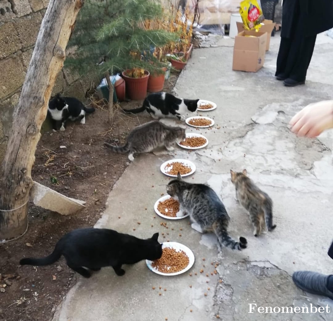 Karatilki65 tarafından paylaşıldı