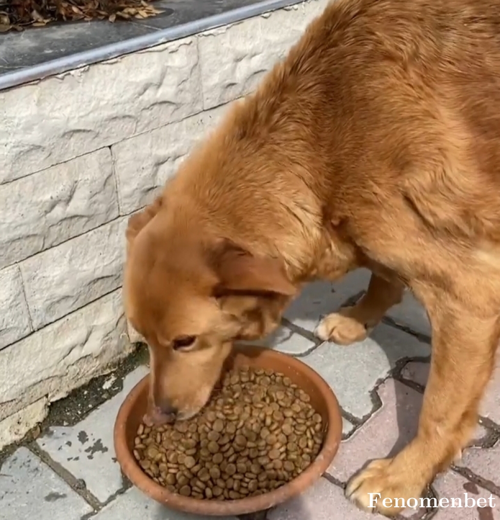Bekirduman tarafından paylaşıldı