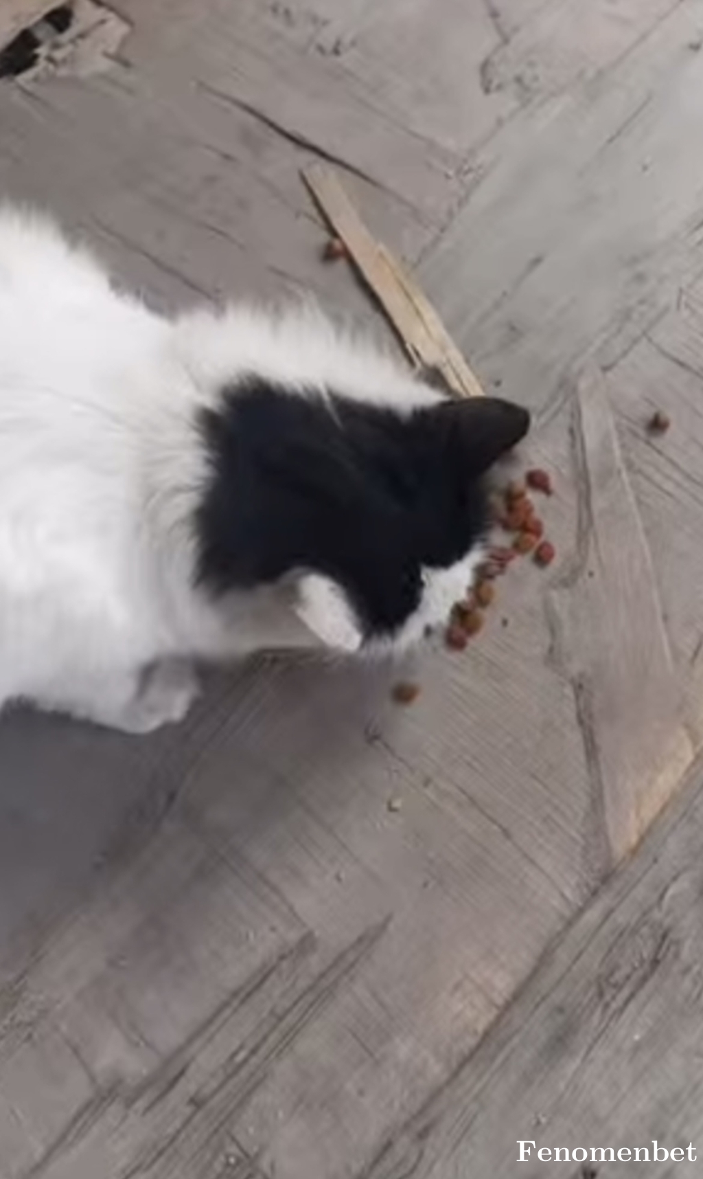 Show0809 tarafından paylaşıldı