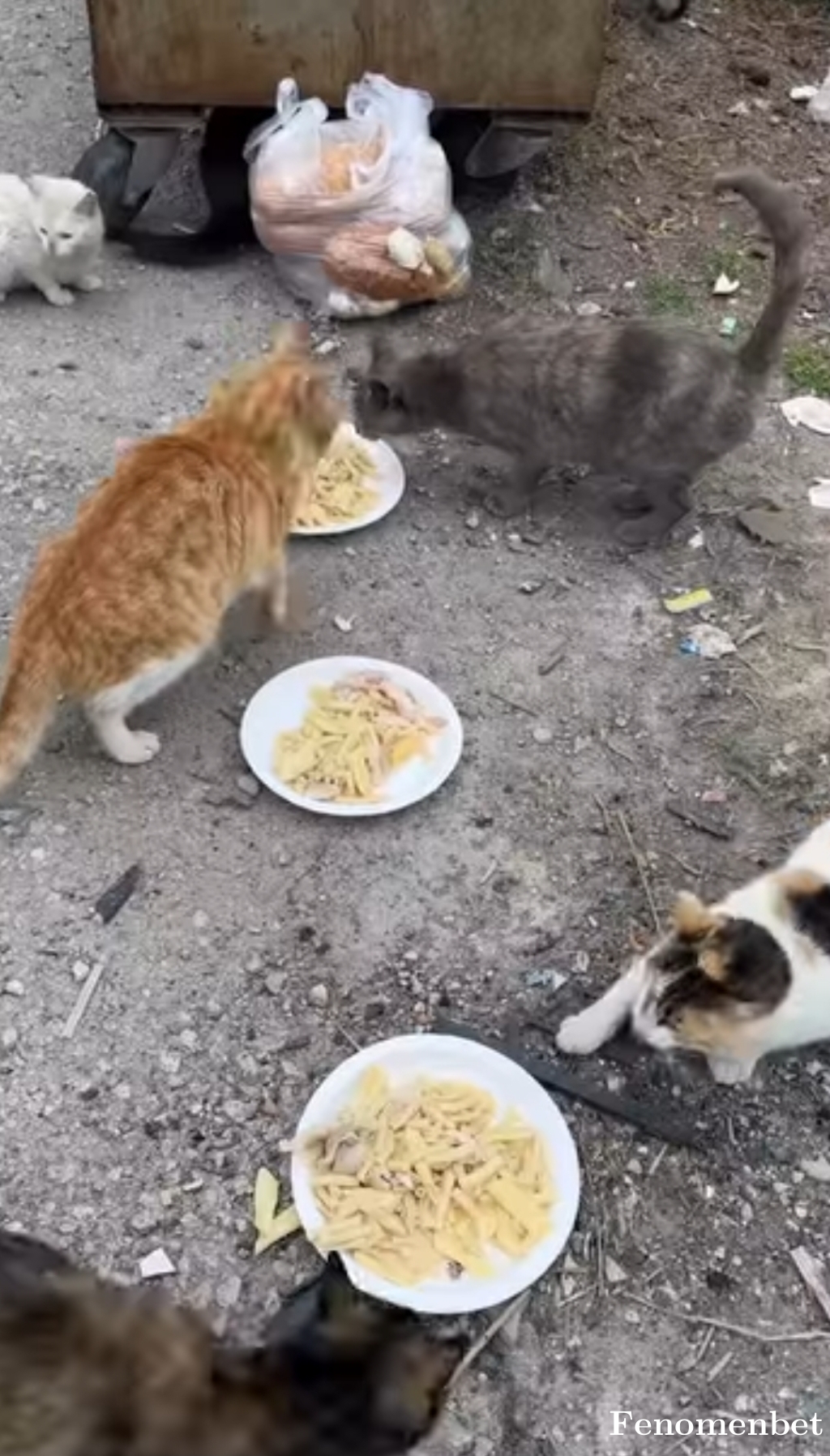 Atahan4422 tarafından paylaşıldı