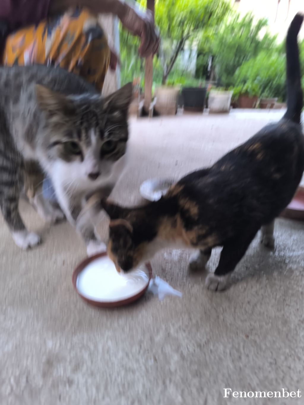 Gulyorg tarafından paylaşıldı