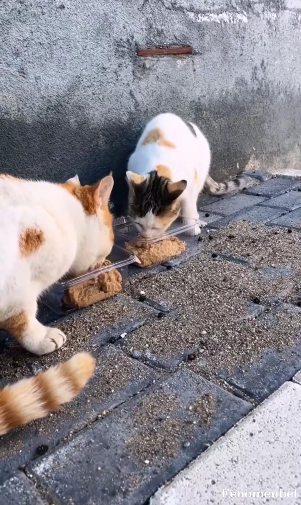 Birumuttur tarafından paylaşıldı