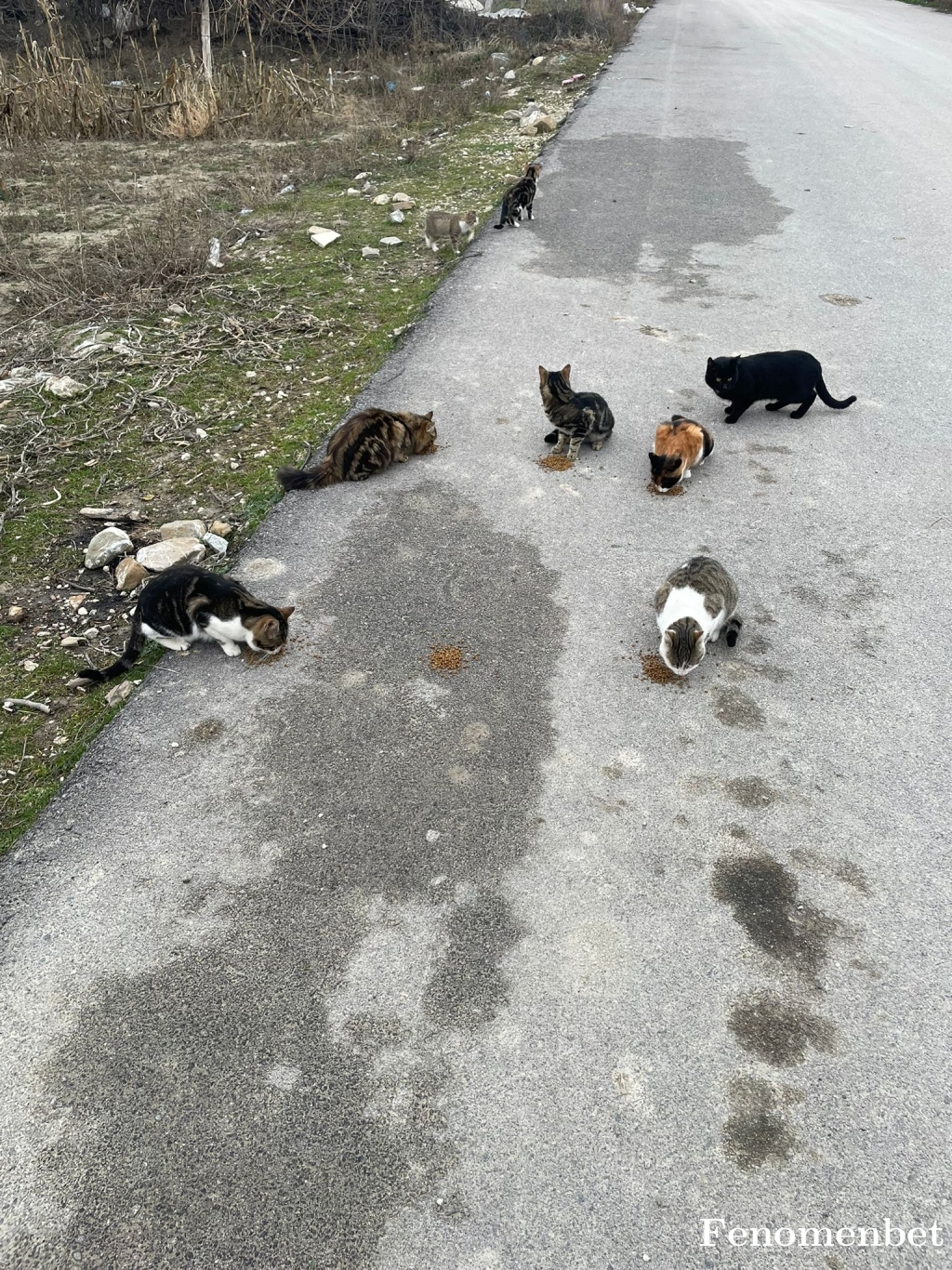 Cain17 tarafından paylaşıldı