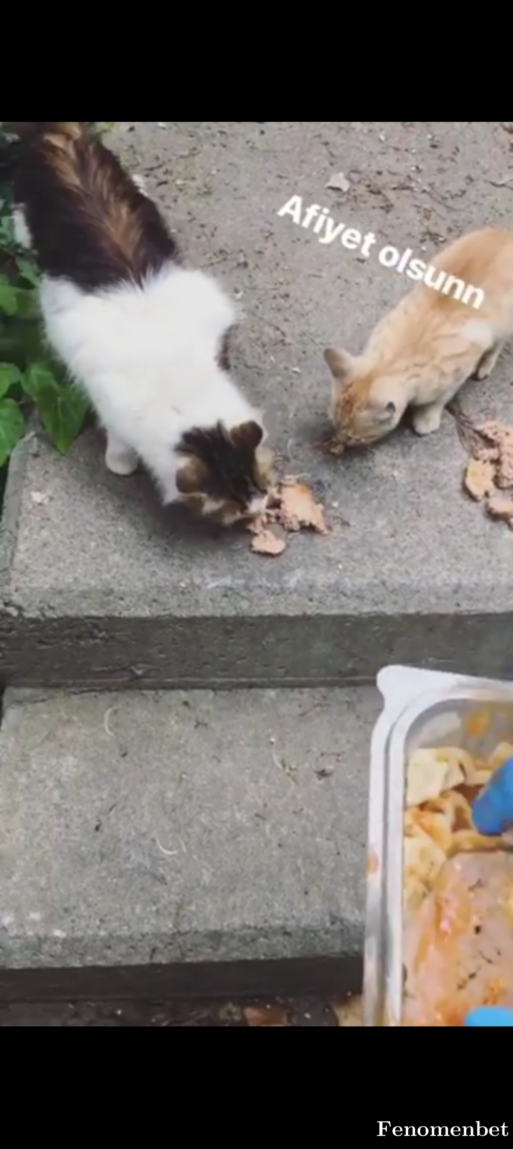 todiess tarafından paylaşıldı