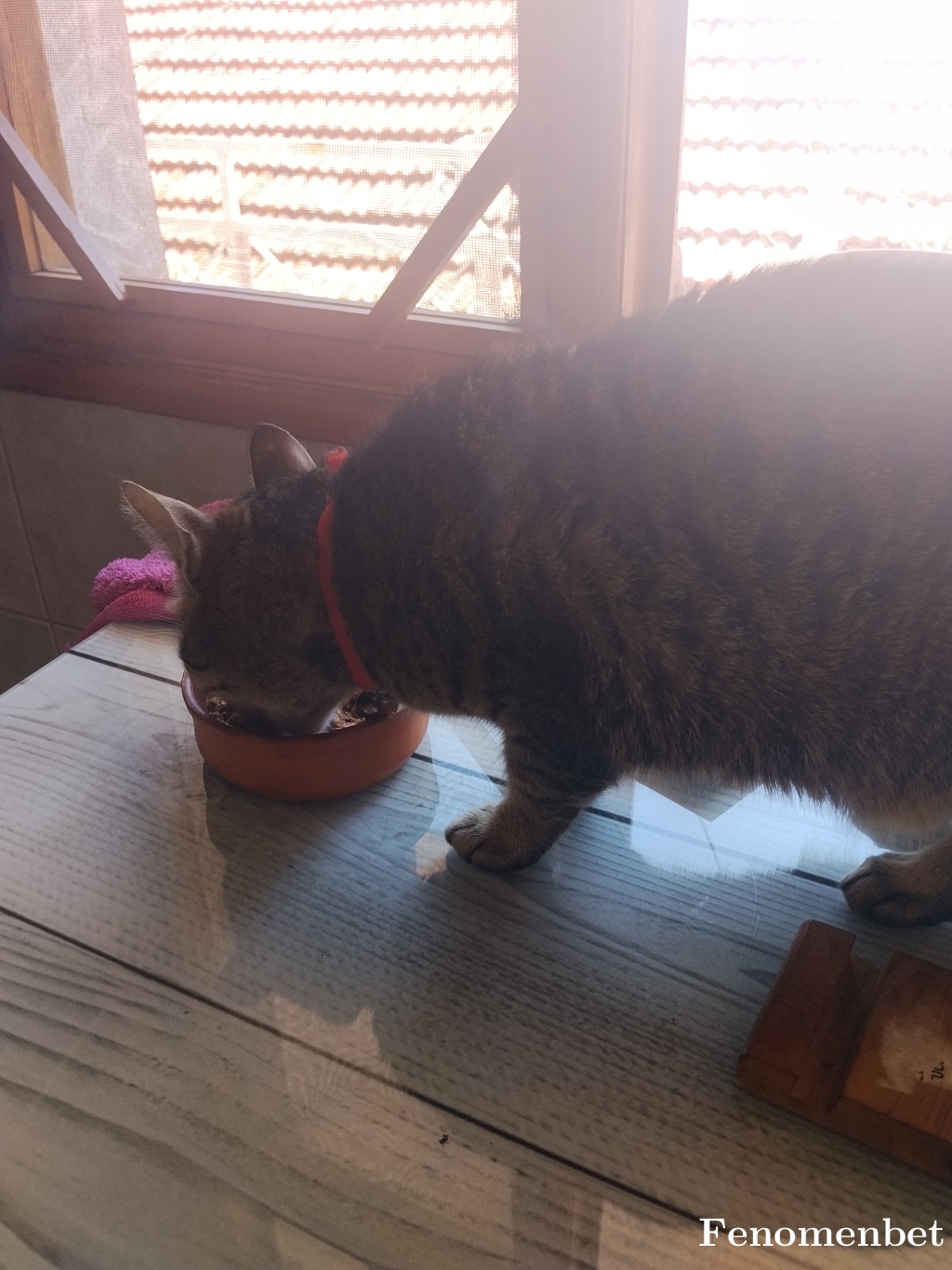 palaska35 tarafından paylaşıldı