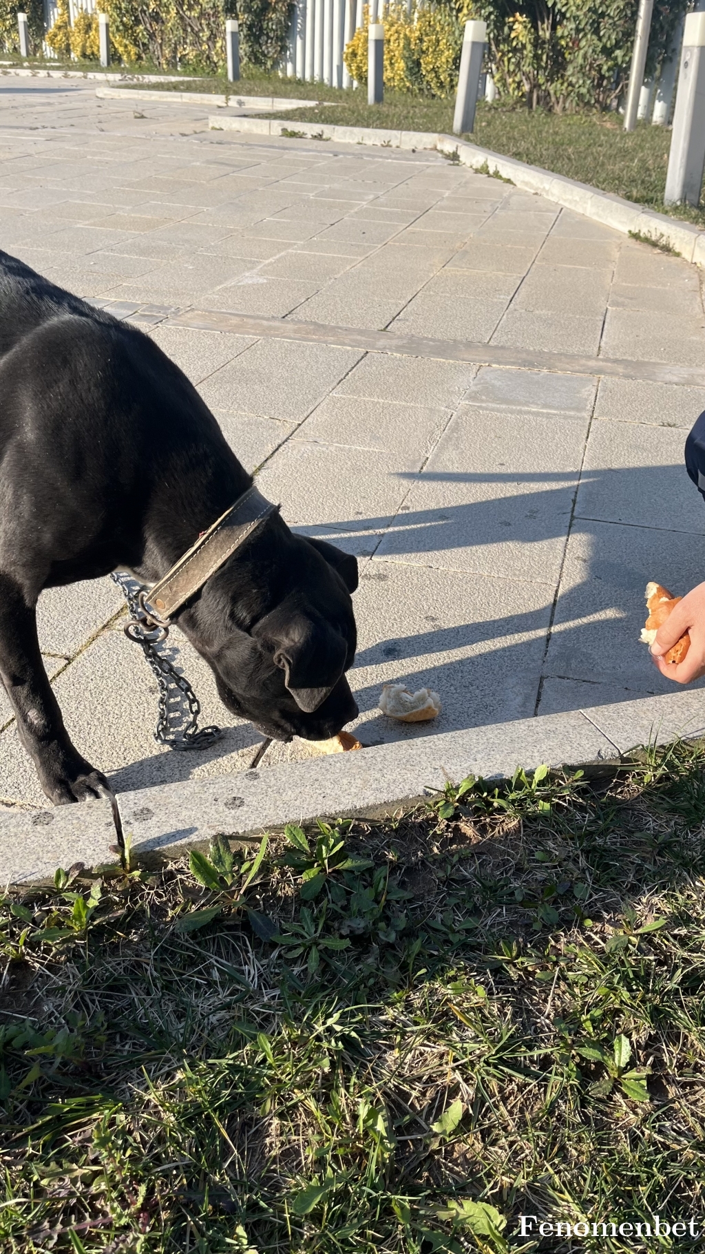 akigolu1 tarafından paylaşıldı