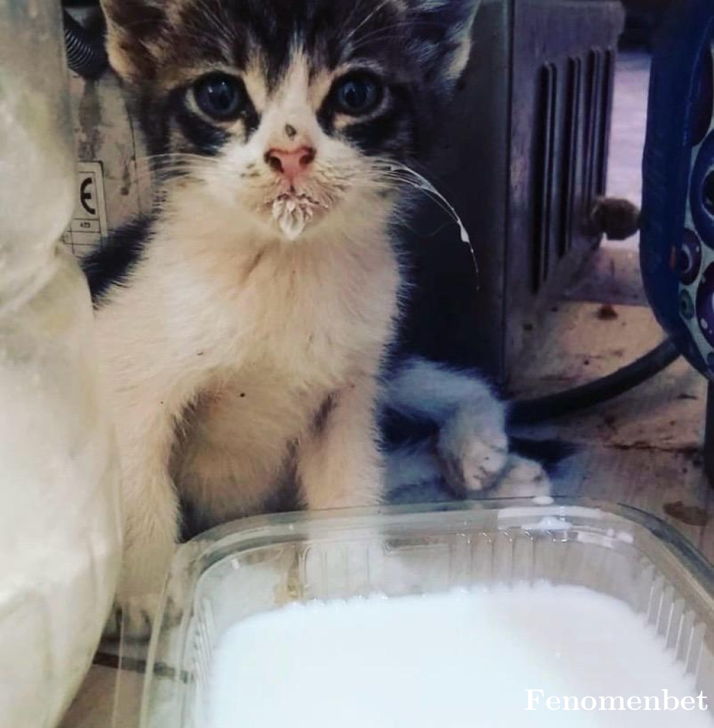 Cag12345 tarafından paylaşıldı