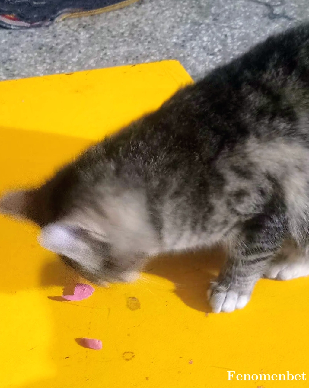 Maho67  tarafından paylaşıldı