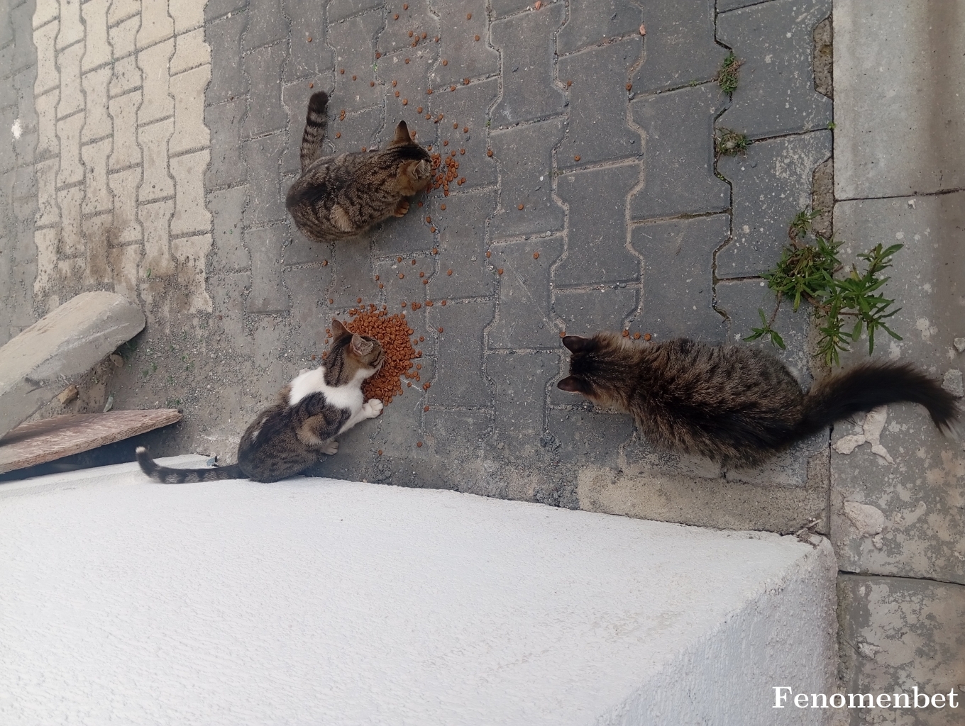 makaveli29 tarafından paylaşıldı