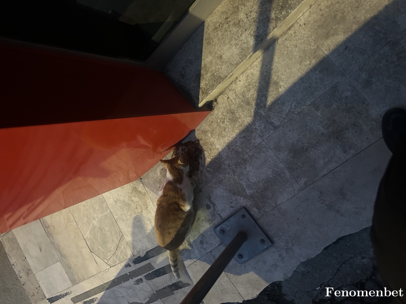 Fallen16 tarafından paylaşıldı