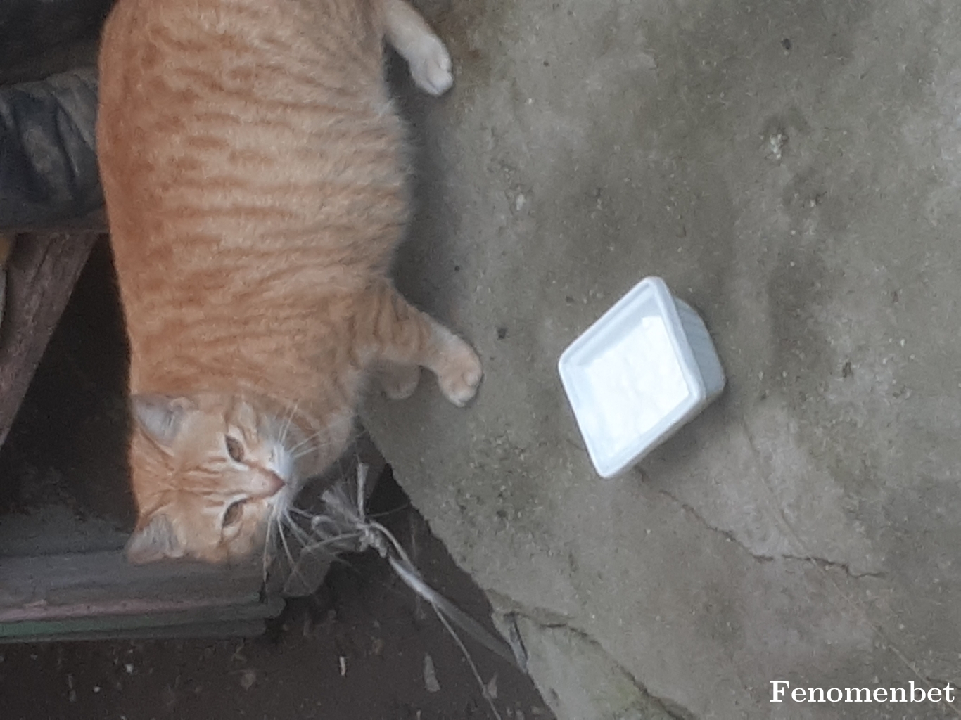 Jinobey22 tarafından paylaşıldı