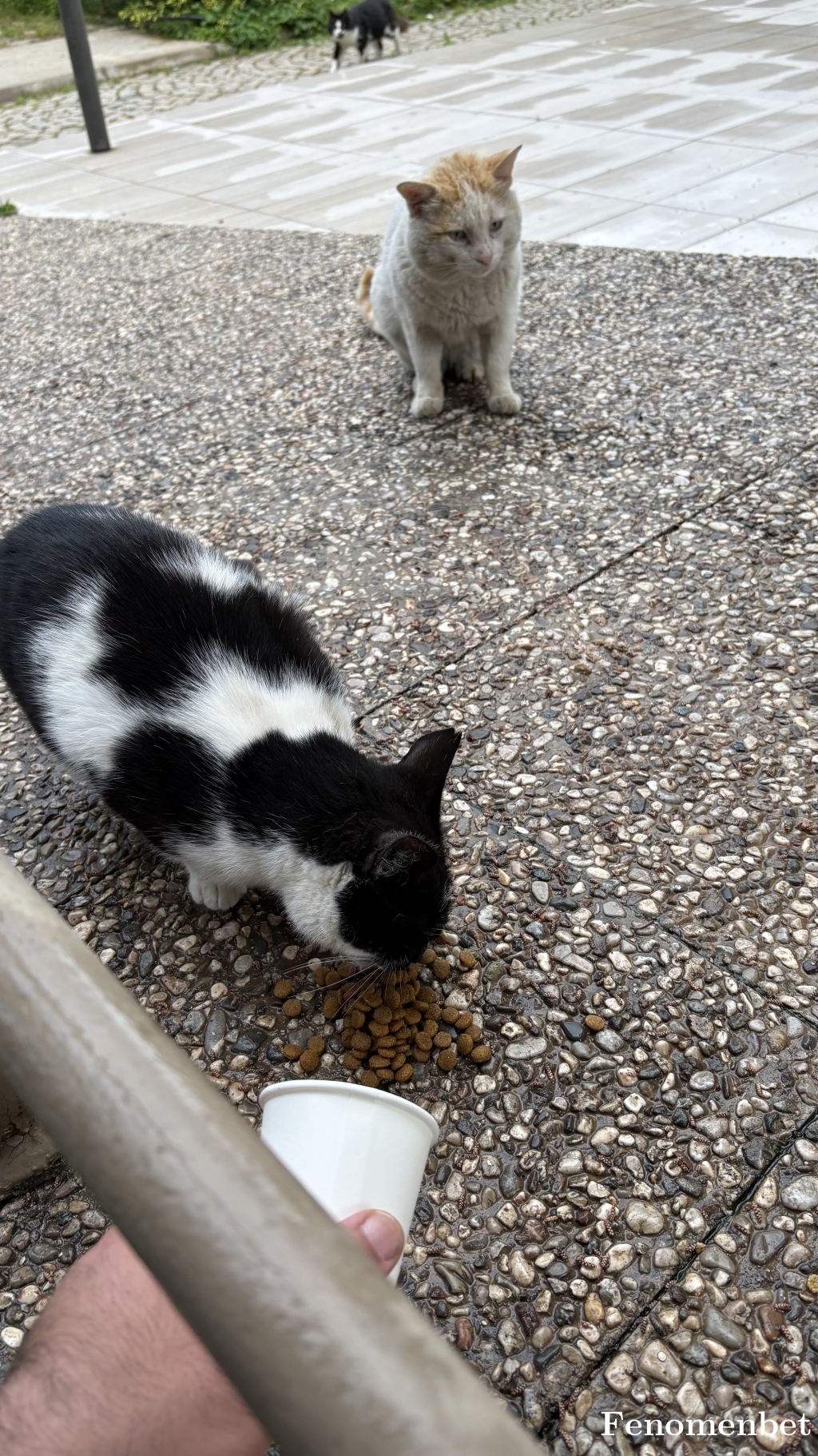 Seyidi tarafından paylaşıldı