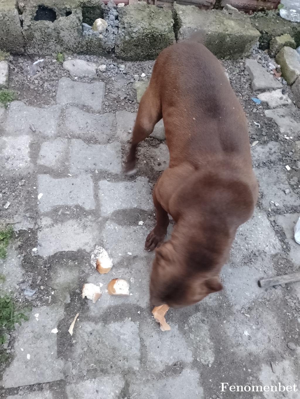 Nadirsuat266 tarafından paylaşıldı