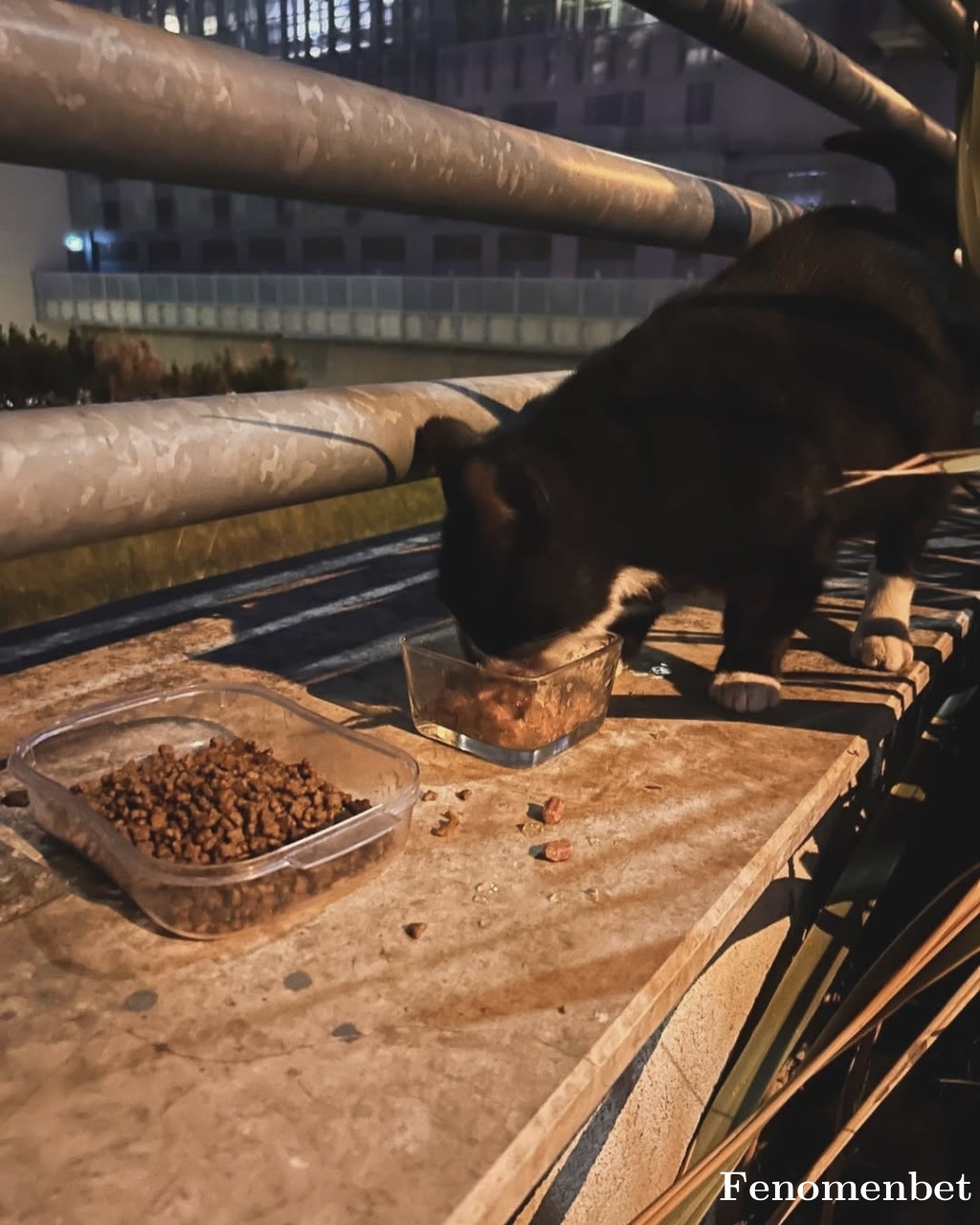 musty099 tarafından paylaşıldı