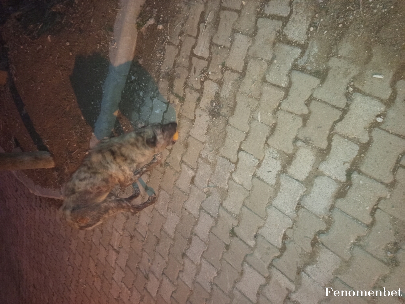 Jardell66 tarafından paylaşıldı