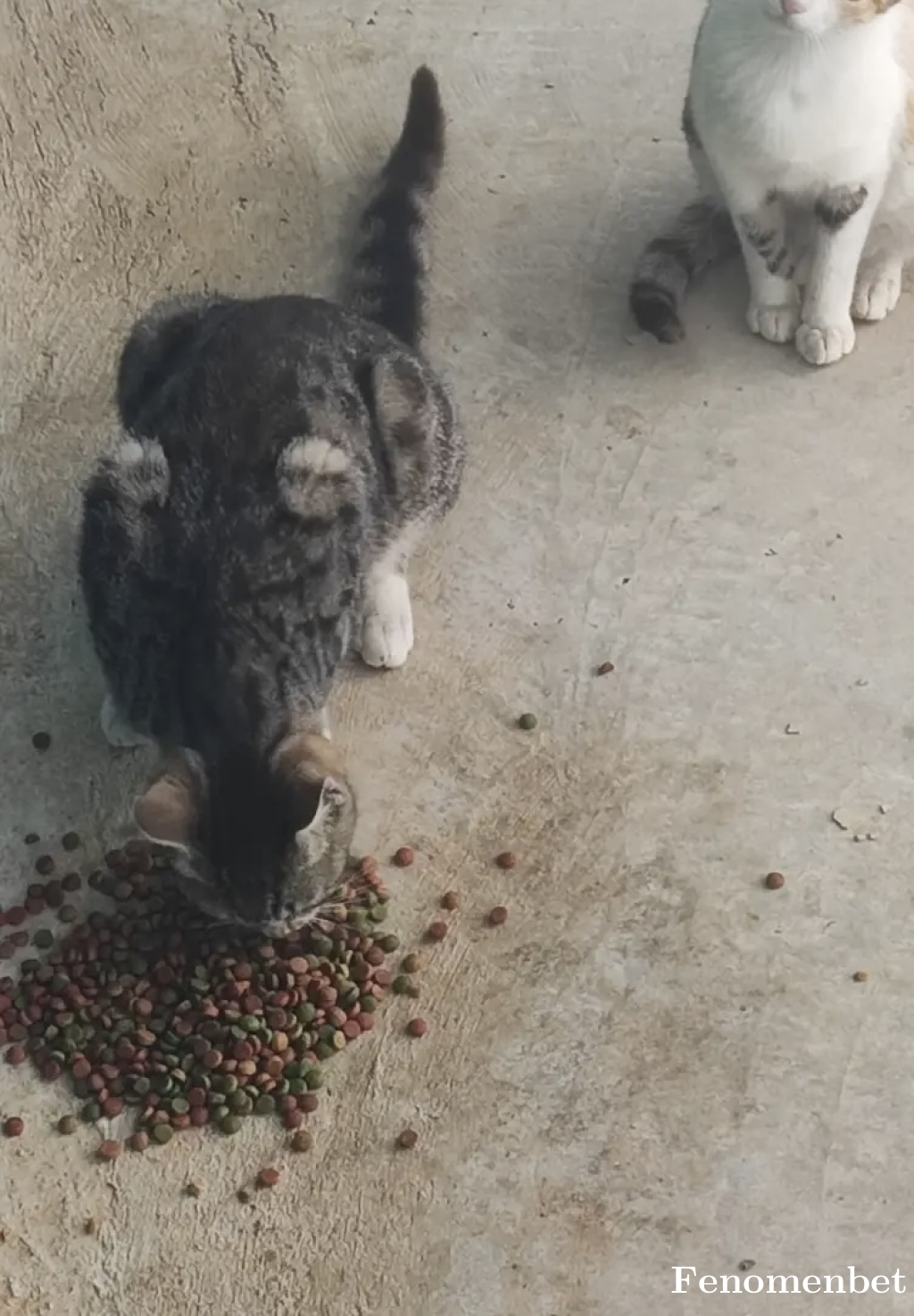 Guzzu1 tarafından paylaşıldı