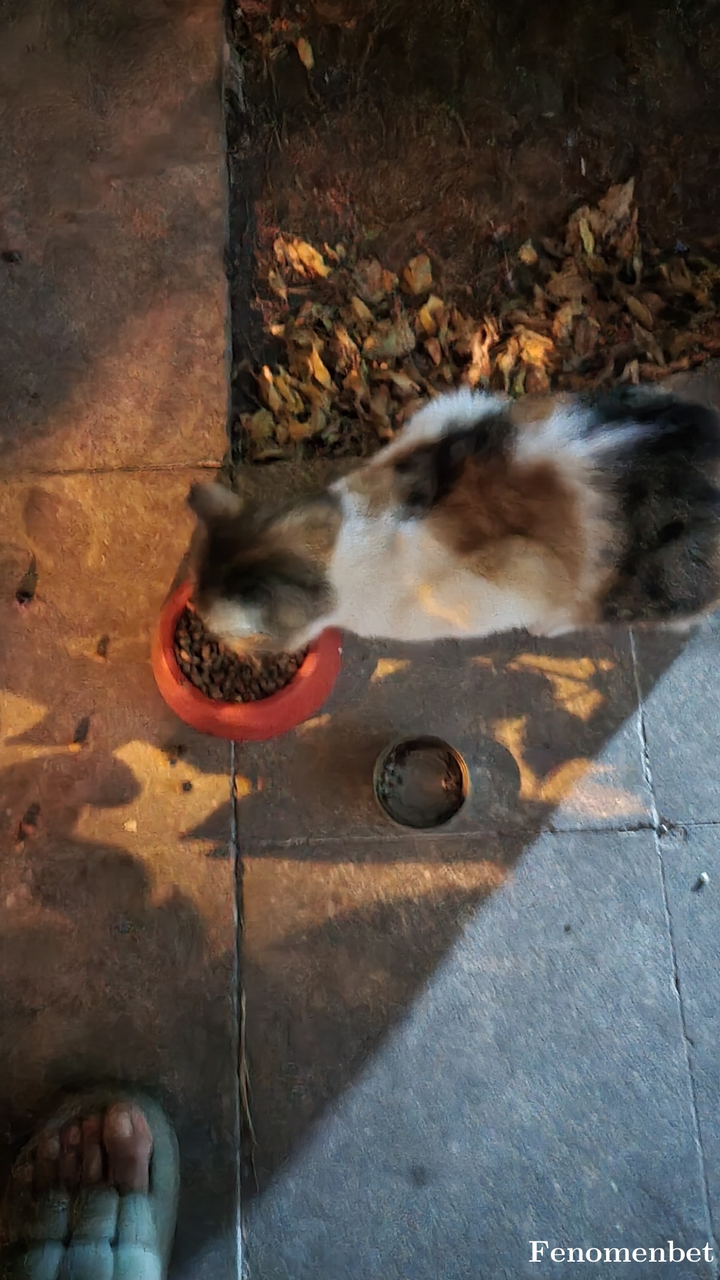 erginyetek tarafından paylaşıldı