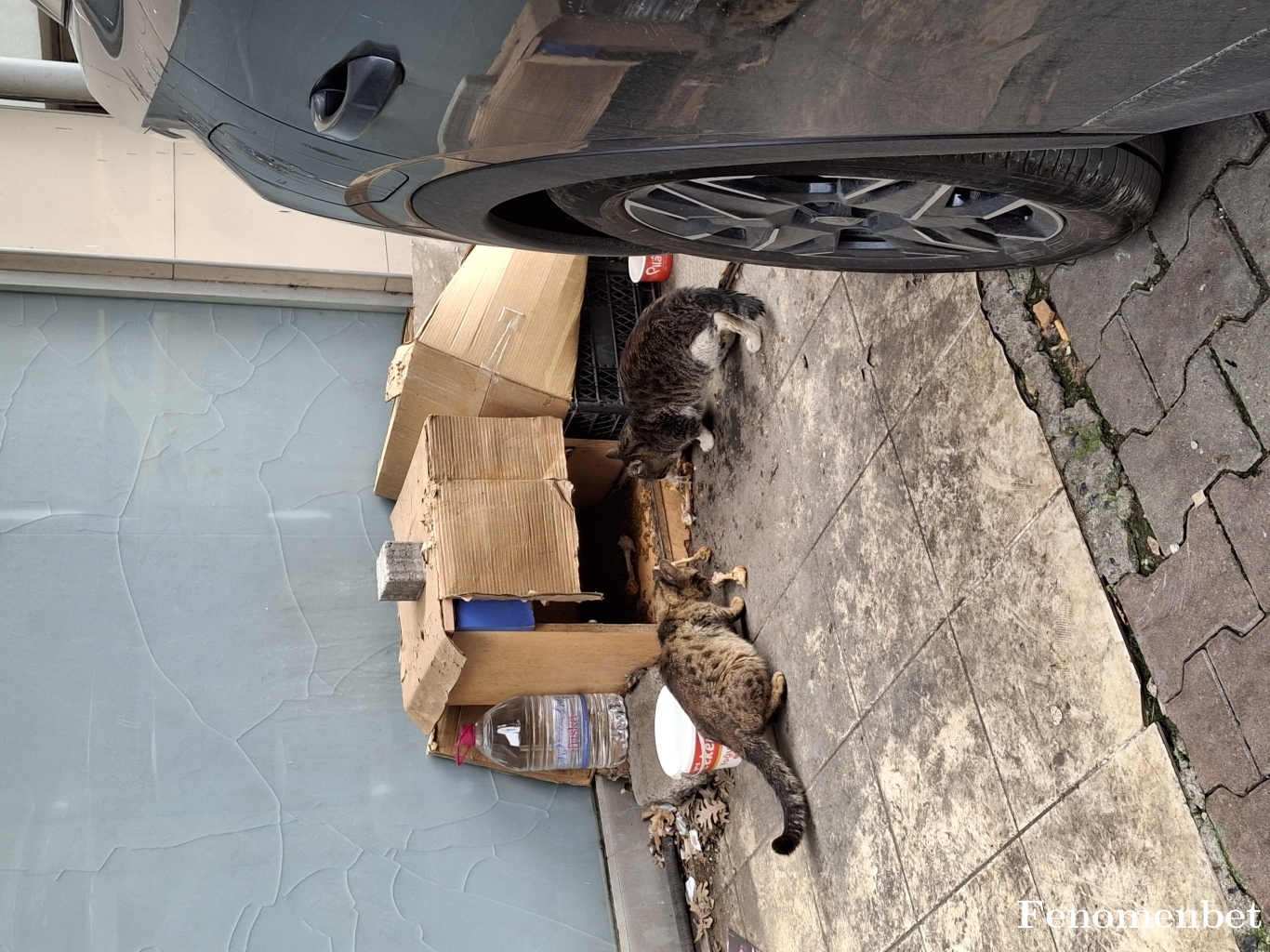 Ekselanss1905 tarafından paylaşıldı