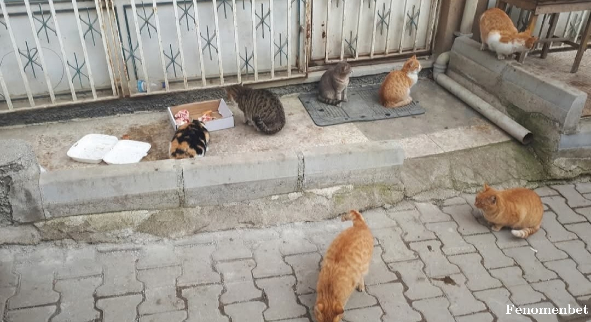 Hakan319 tarafından paylaşıldı