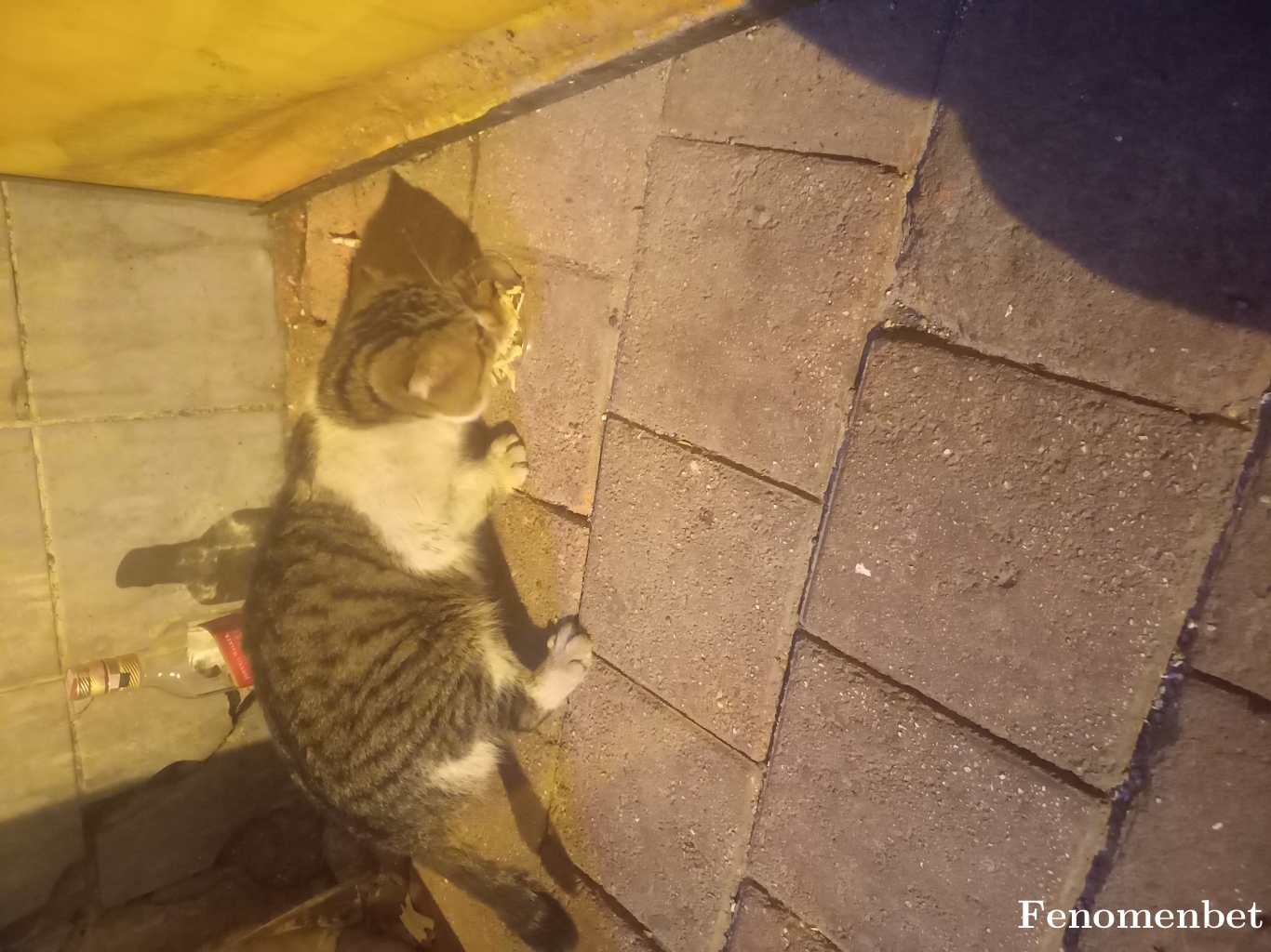 onurcan6565 tarafından paylaşıldı