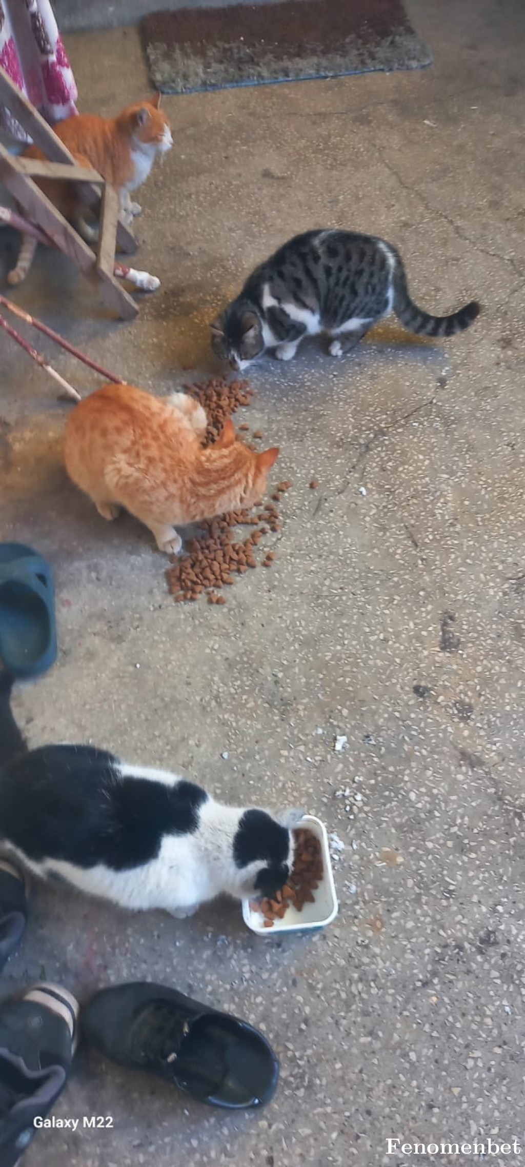 raulfurkan tarafından paylaşıldı