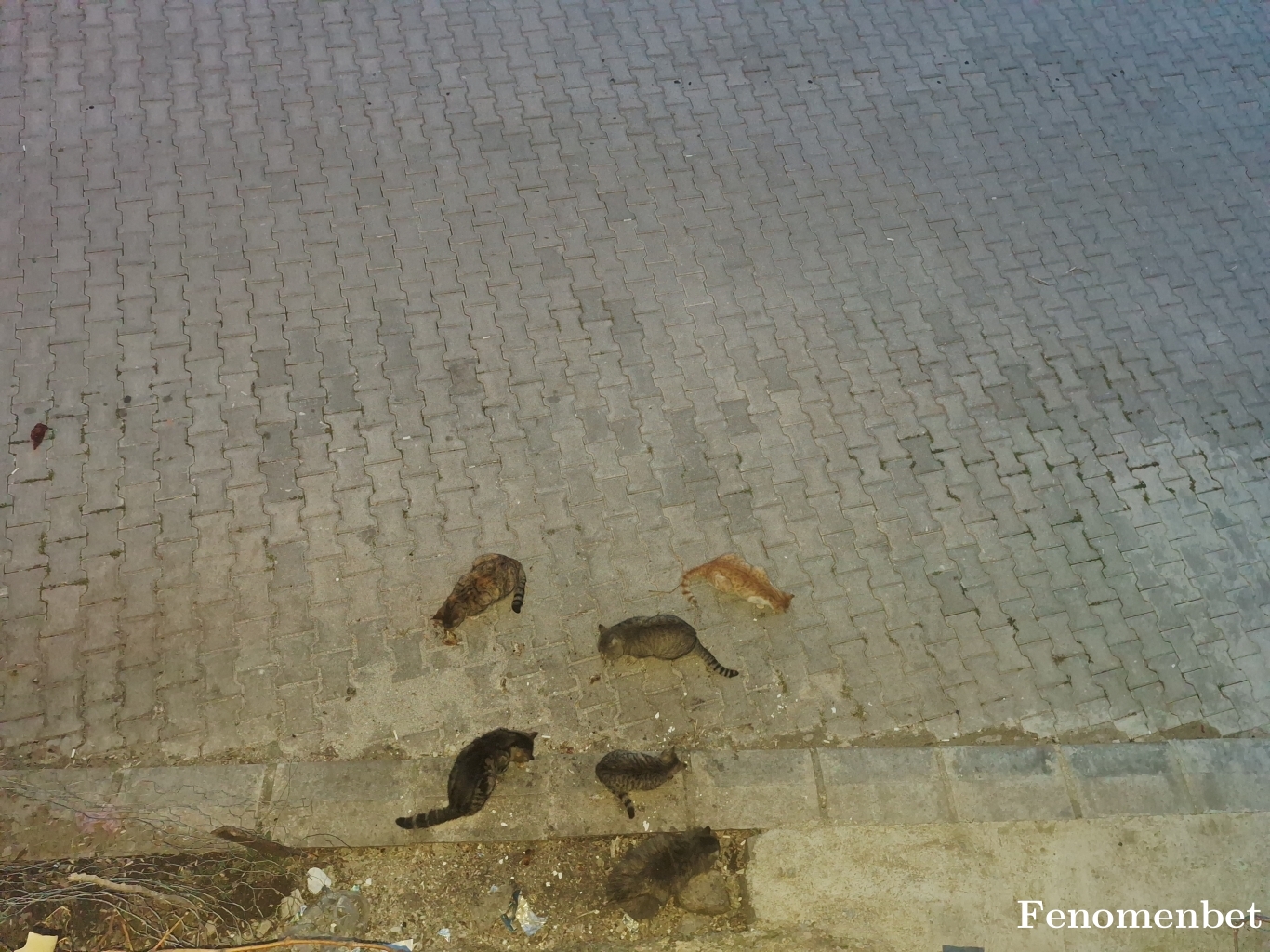 Hakan0303 tarafından paylaşıldı