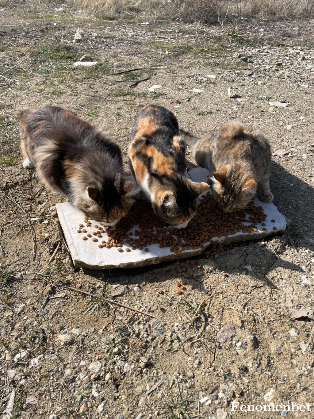 Cain17 tarafından paylaşıldı