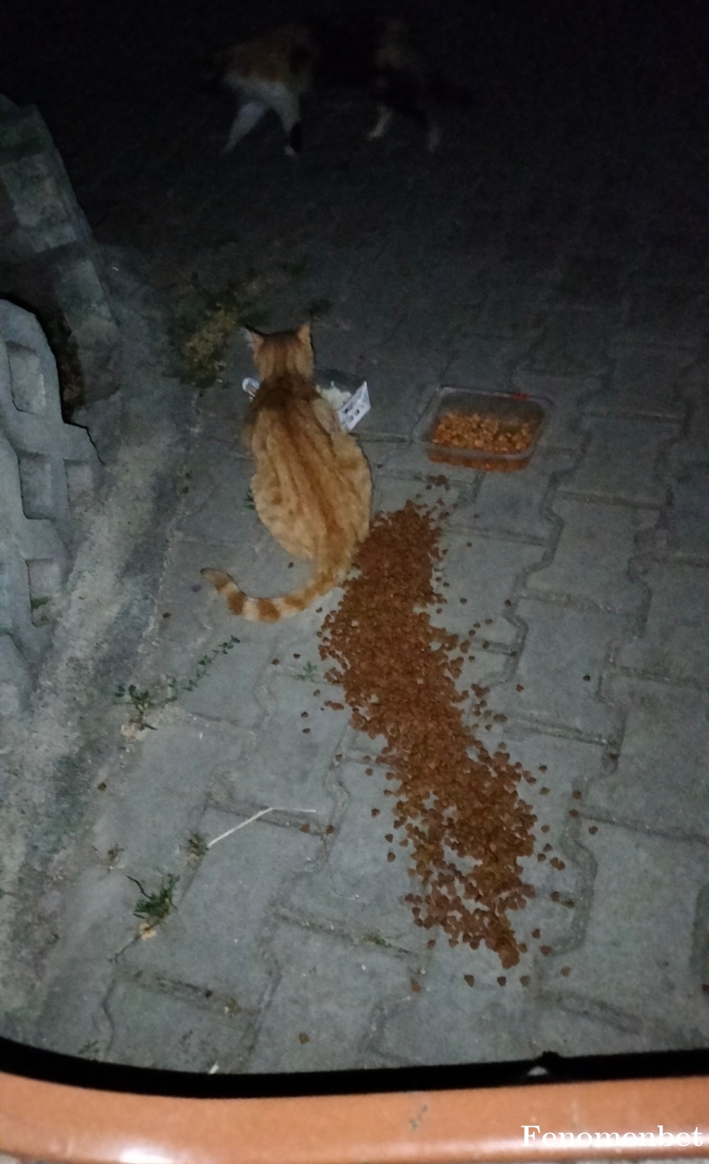 melmolita tarafından paylaşıldı