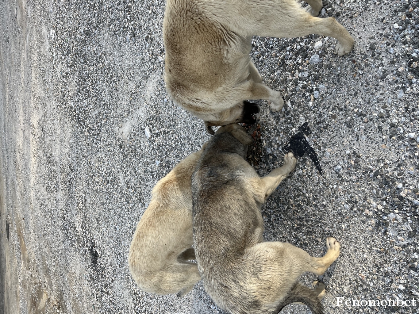 evognss16 tarafından paylaşıldı