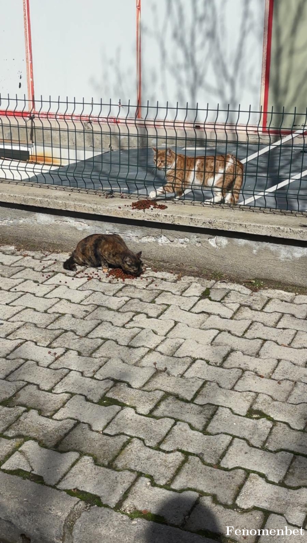 Pelomelo tarafından paylaşıldı