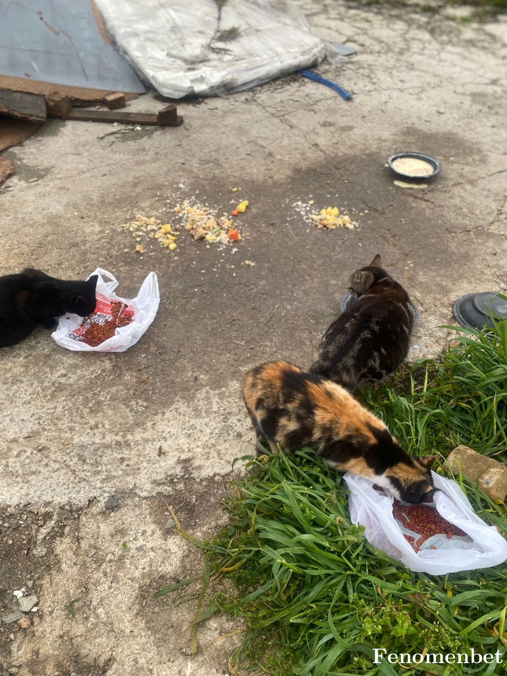 Artifex tarafından paylaşıldı