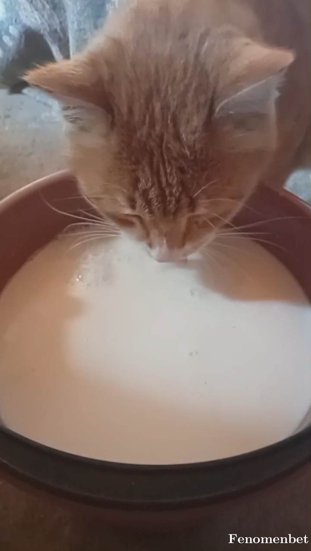 Toroldu tarafından paylaşıldı