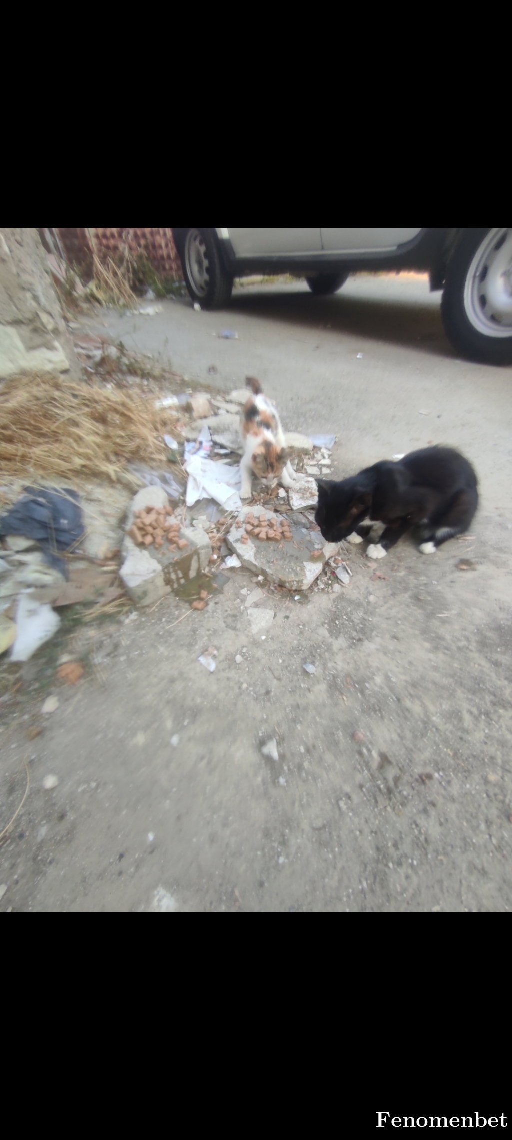 karpuz5231 tarafından paylaşıldı