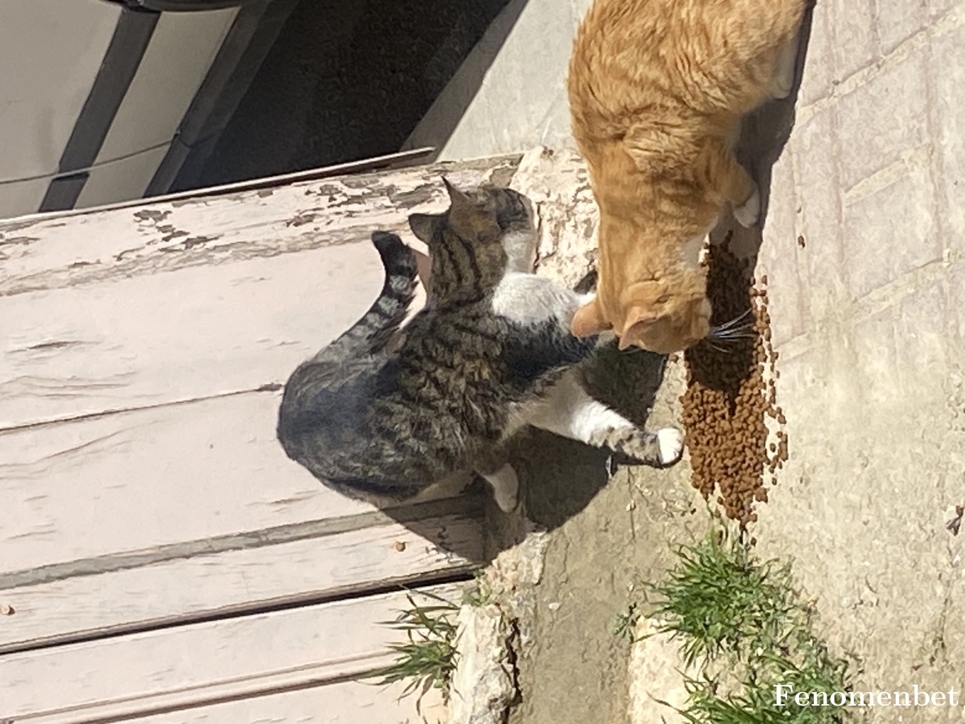 zigovvia tarafından paylaşıldı