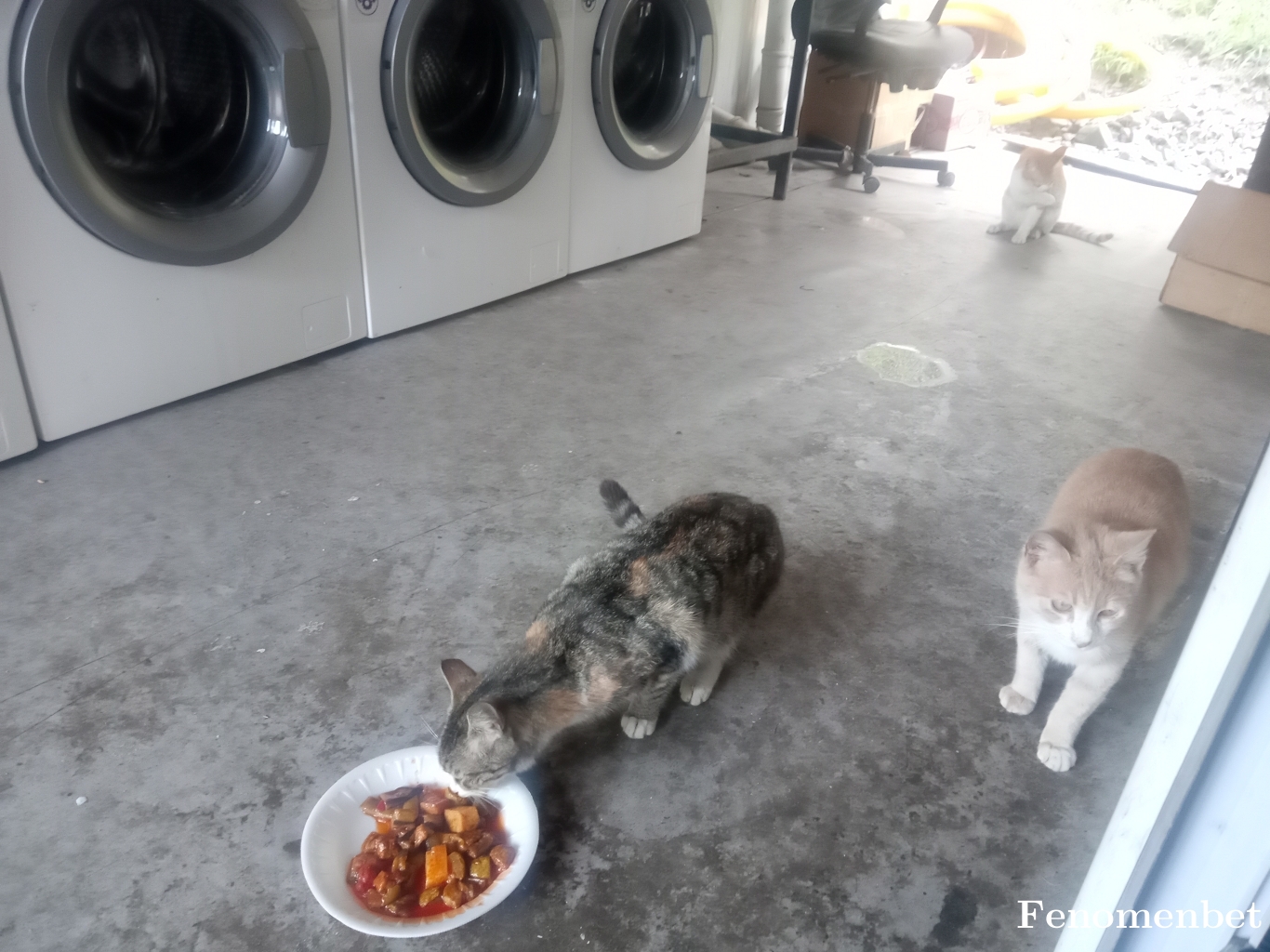 Fuat6161  tarafından paylaşıldı