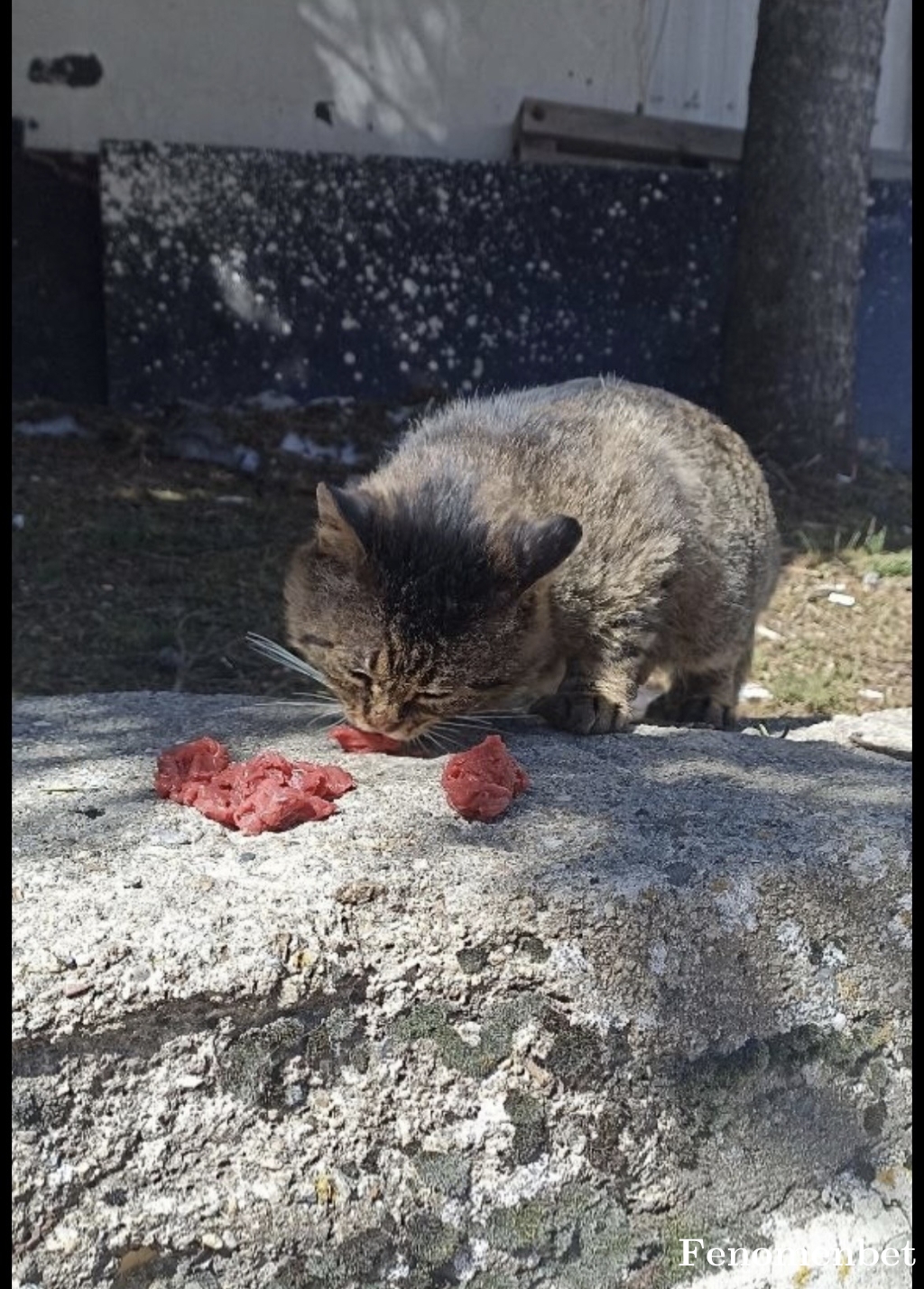 Cicek67 tarafından paylaşıldı
