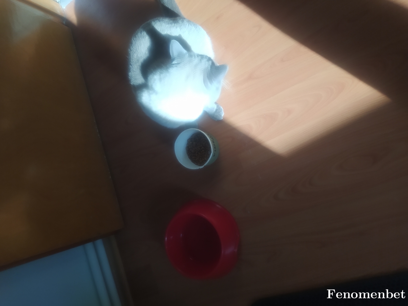1teksen tarafından paylaşıldı