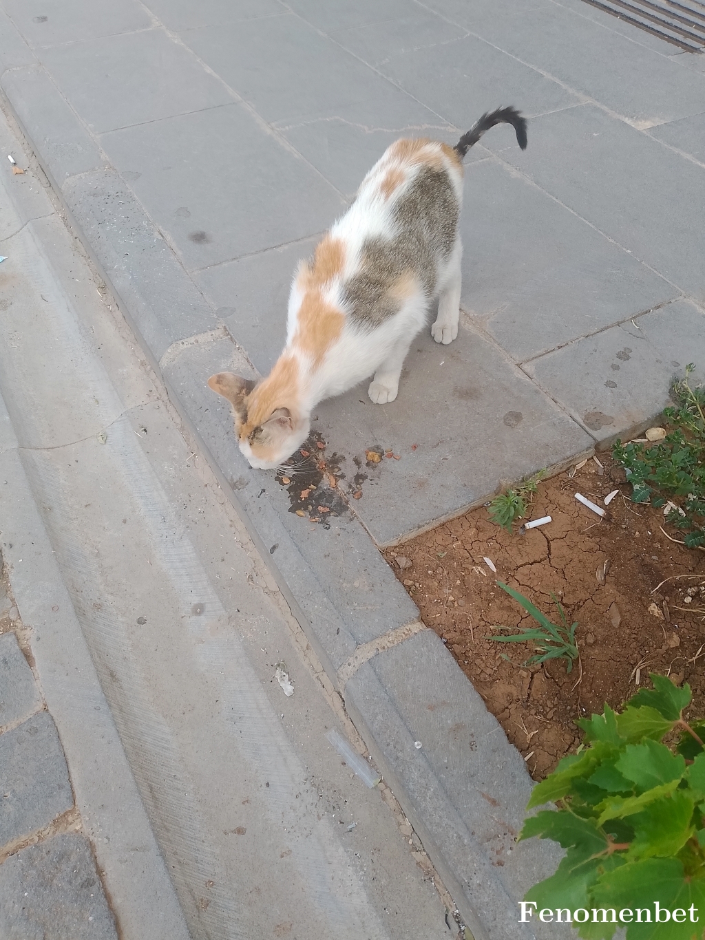 Damladuru tarafından paylaşıldı