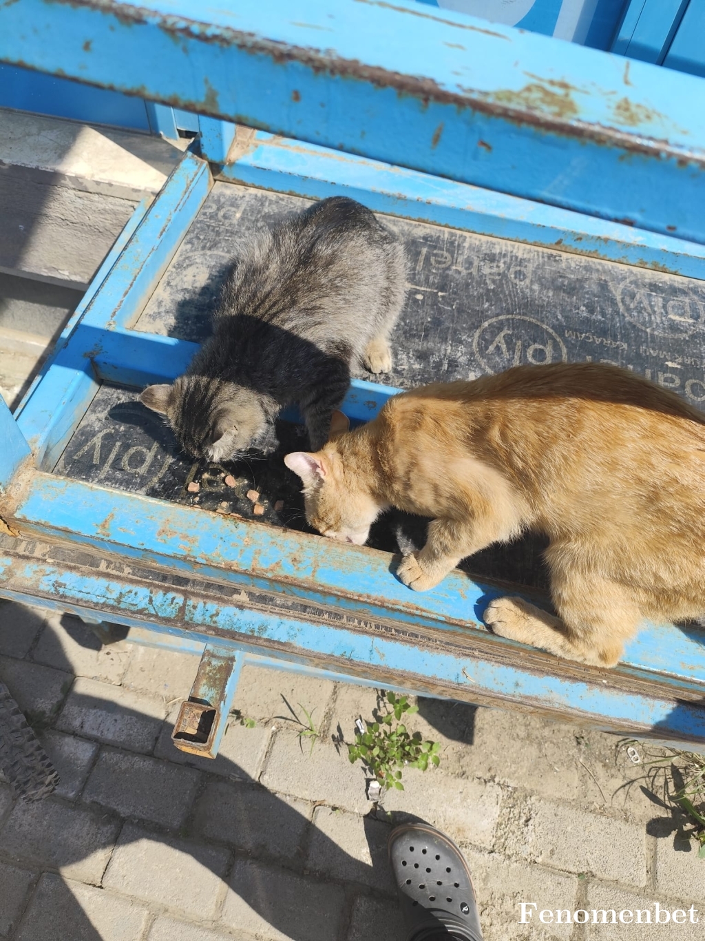 tarco16tr tarafından paylaşıldı