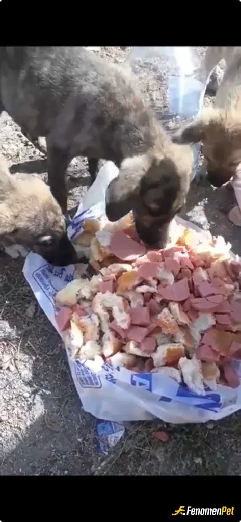 Selekta sokak hayvanını besliyor