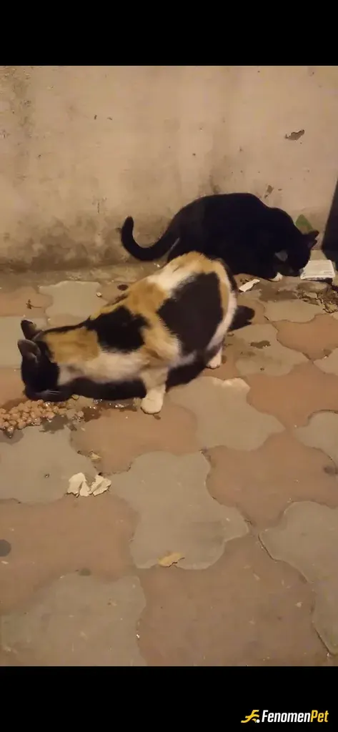 Salih121 sokak hayvanını besliyor