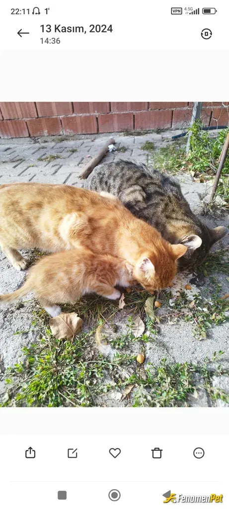 Forzatokat1 sokak hayvanını besliyor