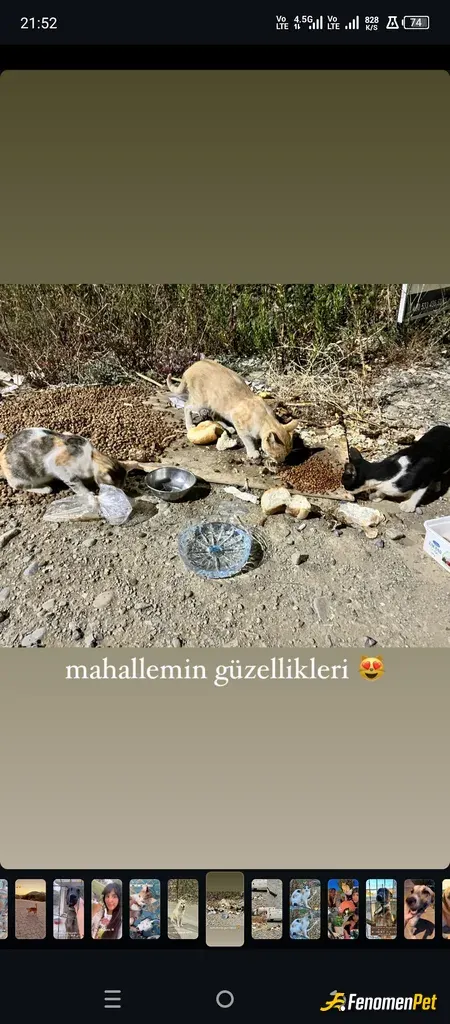 Caffcaff sokak hayvanını besliyor
